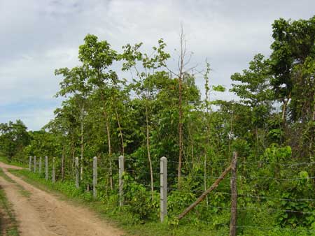 Regenwald-Thailand Aufforstungsprojekt Khao Noi