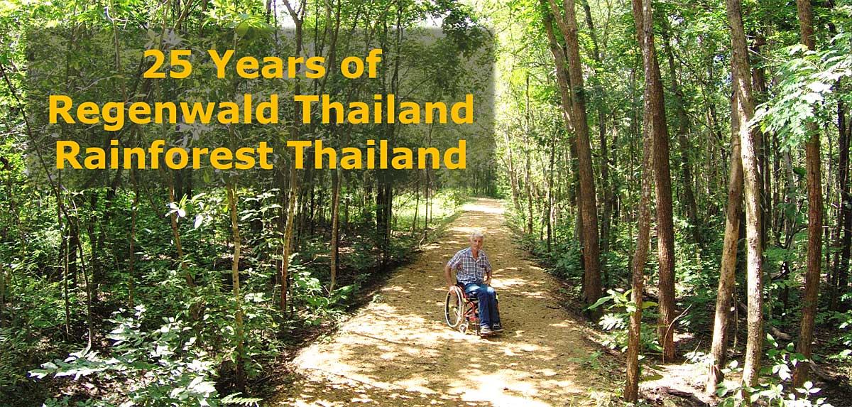 Regenwald_thailand 25 years of reforestation in Thailand
