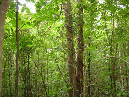 Regenwald-Thailand, noch junger Naturwald in Thungsaliam 1994