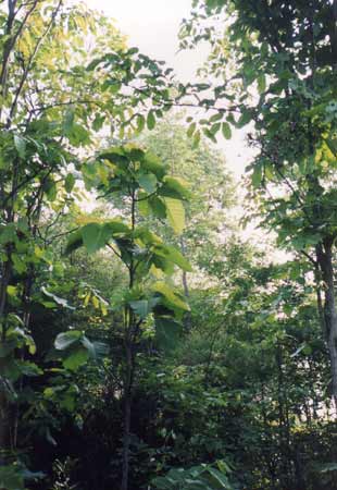 Regenwald-Thailand, Mai Kuang (Dipterocarpus tuberculatus)