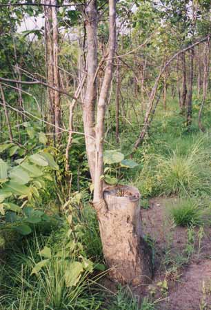 Regenwald-Thailand, Gratum Bän oder Quao ( Haldina cordifolia Roxb.,Rubiaceae)