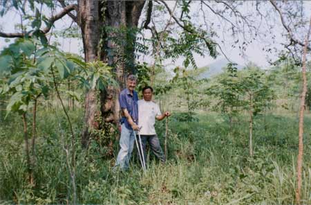 Regenwald-Thailand, Don Wah  (Syzygium cumini,L.,Myrtaceae)