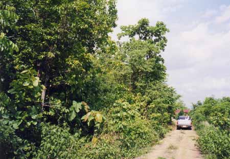 Regenwald-Thailand Thungsaliam 1999