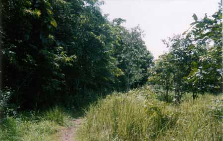 Regenwald-Thailand Thungsaliam 2004