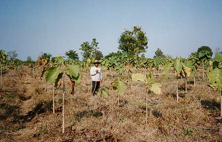 Regenwald-Thailand Thungsaliam gepflanzt 1994