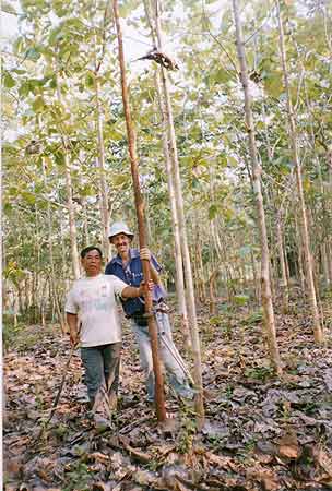 Regenwald-Thailand Thungsaliam gepflanzt 1994 fotografiert Trockenzeit 2004